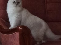 Golden british longhair bluepoint AY2233