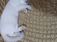 British shorthair kızımız şekeri sahiplendirmek istiyoruz