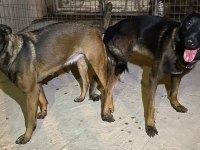 Safkan Irk Garantili Malinoisler