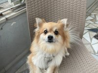 Çipine göre 4 yaşında Aile Köpeğimiz