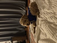 6 Aylık Aşıları Tam Toy Poodle