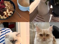 CHİNCHİLLA KEDİLERİMİZE YUVA ARIYORUZ