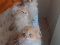 Full şecereli golden british longhair erkek ve dişi