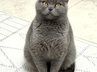 British Shorthair Kedimiz 1 Yaşında