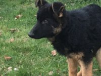 4 aylık safkan erkek alman çoban köpeği