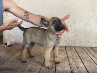 Koca Patili Malinois Yavrumuz