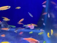 Tetra genetik
