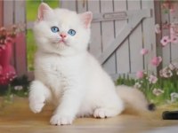 Kar Beyaz Silver British Shorthair Ns1133