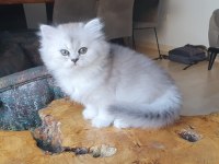 2 aylık biritish longhair