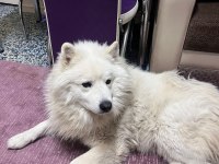 Samoyed 4 Yaşında Erkek