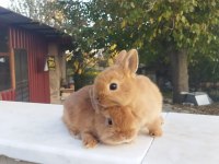 Orjinal cüce tavşanlar