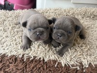 En Güzeli İçin Ulaşın Mükemmel French Bulldog Bebekler