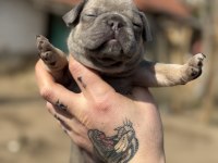 Mükemmel anatomi french bulldog bebekler