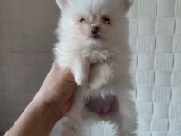 DÜNYA TATLISI POMERANİAN BOO KALİTELİ BEBEKLER