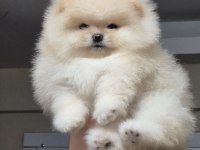 Üst kalite orijinal ırk AYI surat pomeranian boo DİŞİ