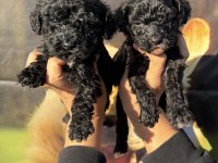 Siyah toy poodle bebekler ruhsatlı çiftlik