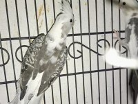 Yetişkin tecrübeli erkek white face kuşlar