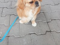 Bir Buçuk Yaşında Pekinez