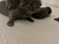 Blue point ve british shorthair