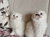 British Longhair Scottish Straight