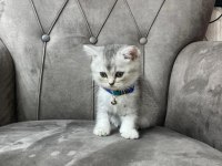 3 AYLIK UYSAL OYUNCU KEDI