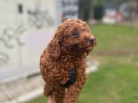Toy poodle yavrularim ev üretimi