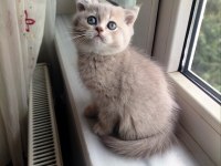 British Shorthair Lilac Dişi Yavru