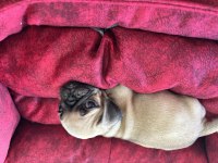 Pug bebekleri