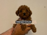 RED TOY POODLE