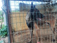Kişi ve alan koruma malinois