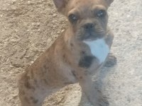 French bulldog dişi merle