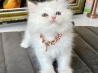 Kaliteli British Longhair Bebekler