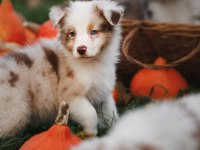 Çok iyi border collie yavruları istanbul