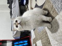 6 - 11 aylık arası blue point british shorthair