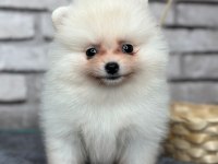 Pomeranian boo