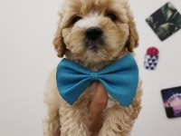 Maltipoo Adrese Teslim, Kapıda Ödeme Yapabilirsiniz