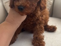Toy poodle 3 aylık