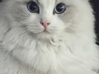 SECERELİ RAGDOLL YAVRULAR