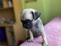 Sevimli yavru pug köpekler