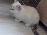 Kayseri 3 aylık British kedim