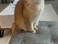 Golden British Shorthair
