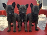 Yüksek Kalitede Safkan Belçika Malinois Yavrular