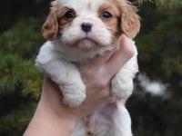 Kaliteli Cavalier King Charles Spaniel Yavruları