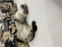 Scottish fold kedimize güzel bir yuva arıyoruz