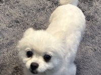 Pomeranian yavrumuza yuva arıyoruz