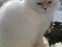 BLH golden point full şecereli british longhair