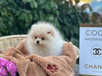 En şirin pomeranian boo yavruları