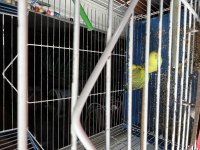 3 ADET MUHABBET KUŞU ACİL SATILIK
