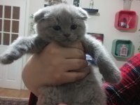 7 haftalık pıtı pıtı british shorthair yavrularımız