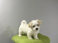 Köpeğimiz için görüşülür